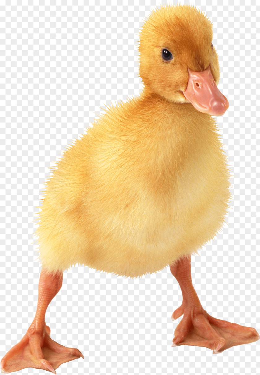 Little Duck Image American Pekin Goose PNG