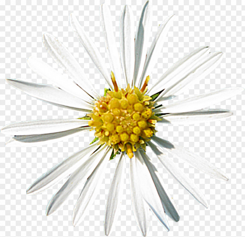 O Creative Common Daisy Oxeye Aster Roman Chamomile Cut Flowers PNG