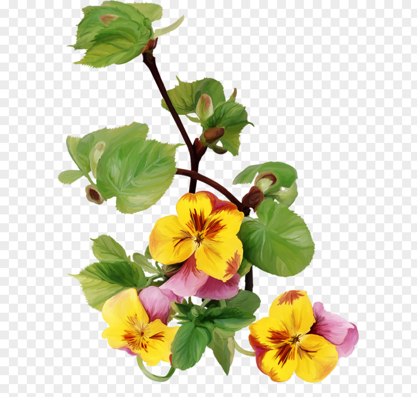 Pansy Flower Blahoželanie Name Day Wish Birthday PNG