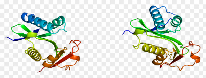 PCAF CREB-binding Protein P300-CBP Coactivator Family EP300 PNG