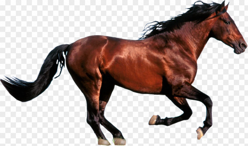 Horse Andalusian Turkoman Thoroughbred Arabian Falabella PNG
