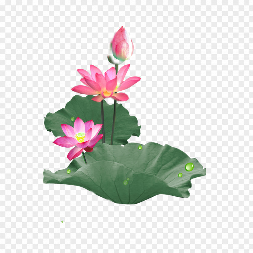 Lotus Element Nelumbo Nucifera Designer Download PNG