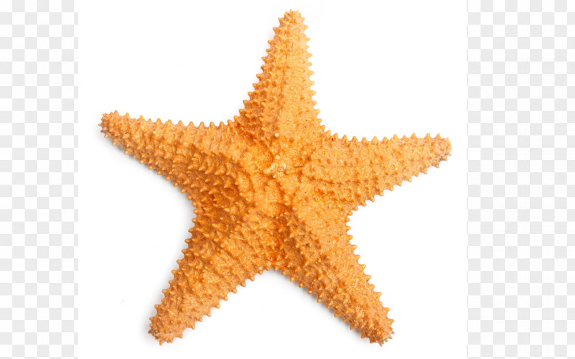 Mar Starfish Stock Photography Desktop Wallpaper Seashell PNG