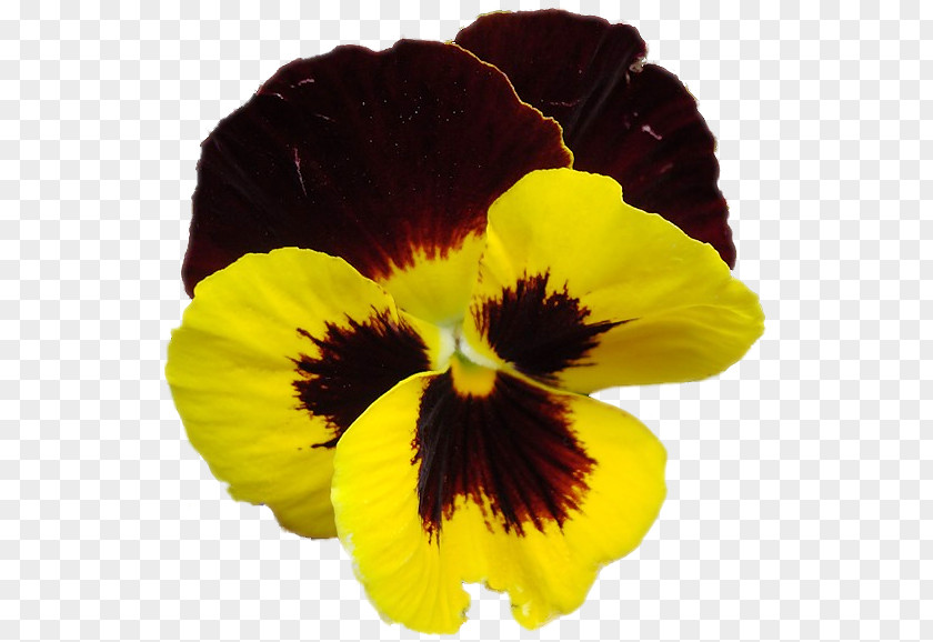 Pansy Annual Plant Clip Art PNG