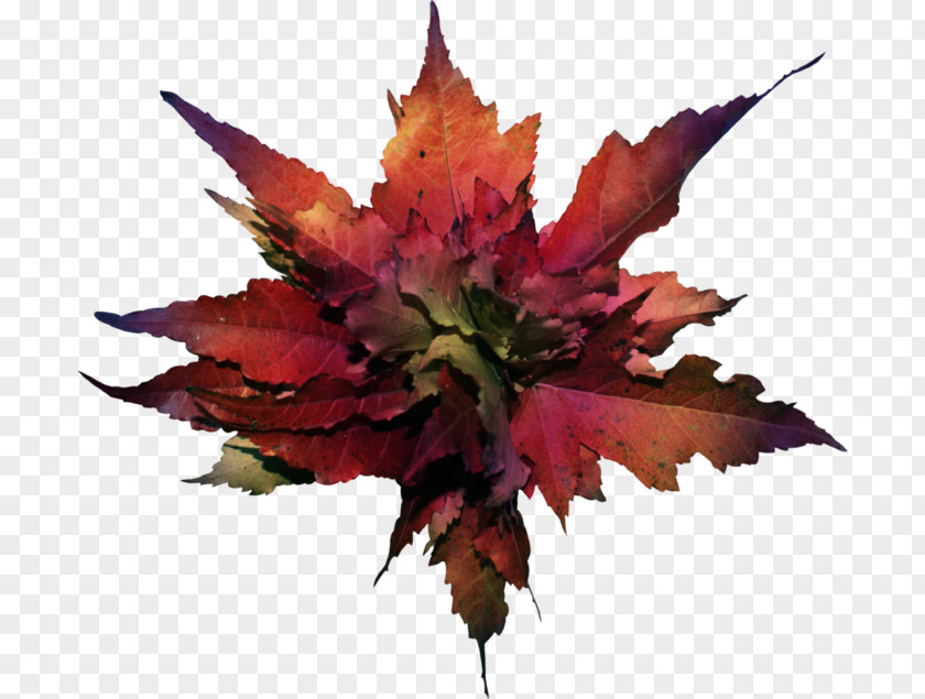 The Atmosphere Was Strewn With Flowers Autumn Leaf Color Clip Art PNG