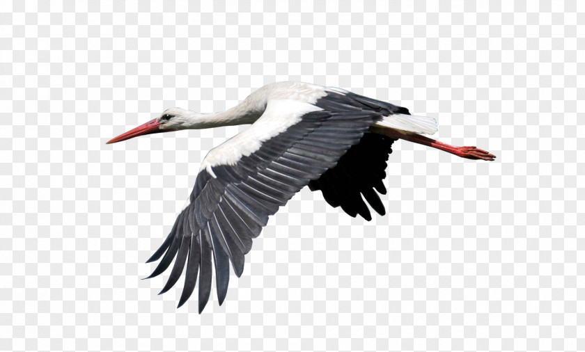 Bird White Stork Crane Egret PNG