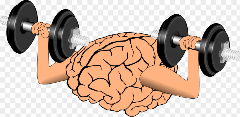 Dumbbell Cognitive Training Brain Clip Art PNG