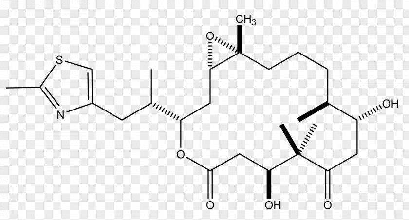 Epothilone Paclitaxel Discodermolide Discovery And Development Of Tubulin Inhibitors Microtubule PNG