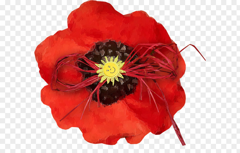 Flower Common Poppy Clip Art PNG