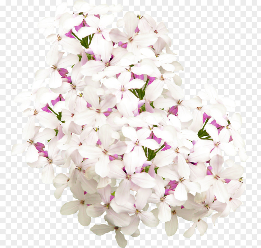 Lilac Floral Design Flower Clip Art PNG