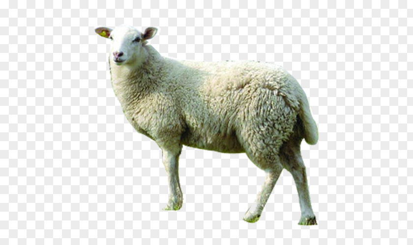 Sheep Merino Goat Jacket Wool GNU Lesser General Public License PNG