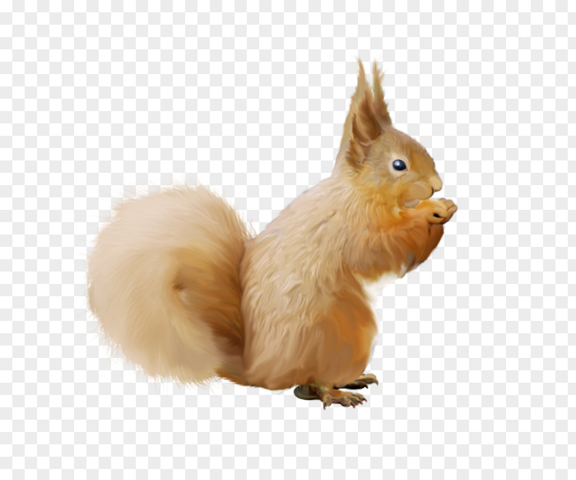 Tree Squirrel Animal Clip Art PNG