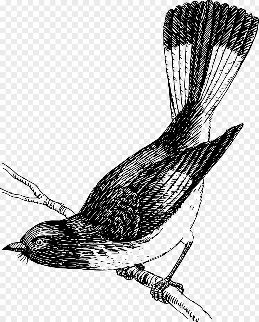 Turkey Bird Drawing Clip Art PNG
