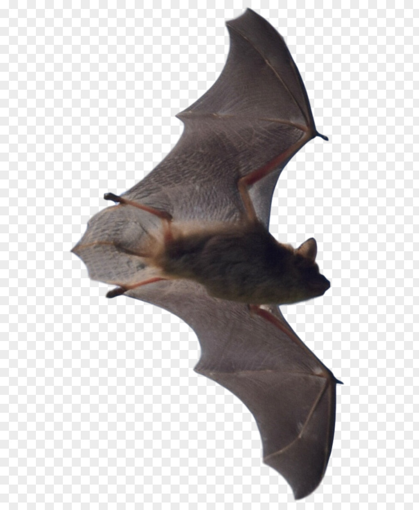 Bat Attic Mammal Oakland County Overland Park PNG