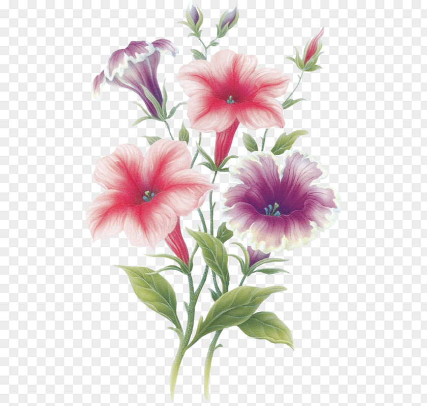 Flower August 22 Painting Adobe Photoshop PNG