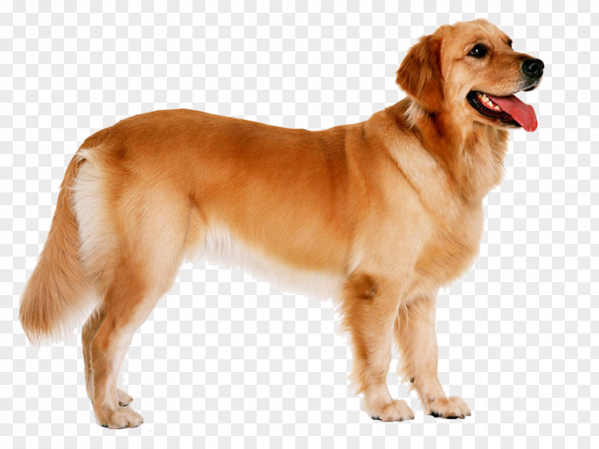 Golden Dogs Word Retriever Puppy Labrador German Shepherd Goldendoodle PNG