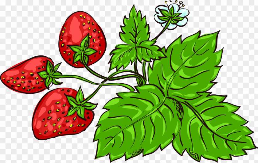 Green Hand-painted Strawberry Fragaria Viridis Aedmaasikas Clip Art PNG