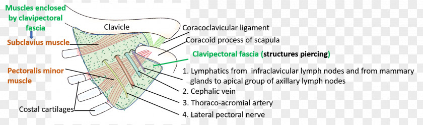 Line Paper Angle Diagram Organism PNG