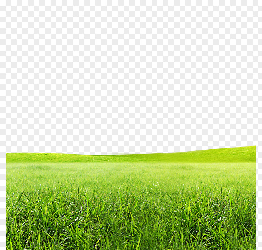 Meadow Born To Grow Lawn Icon PNG