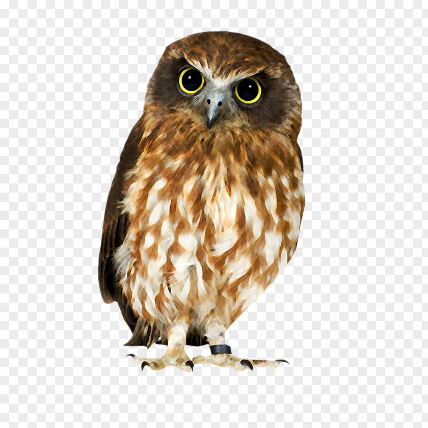Owl Tawny Bird Brown Hawk-owl PNG