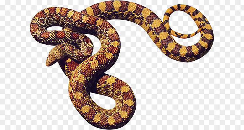 Snake Image File Formats Download PNG
