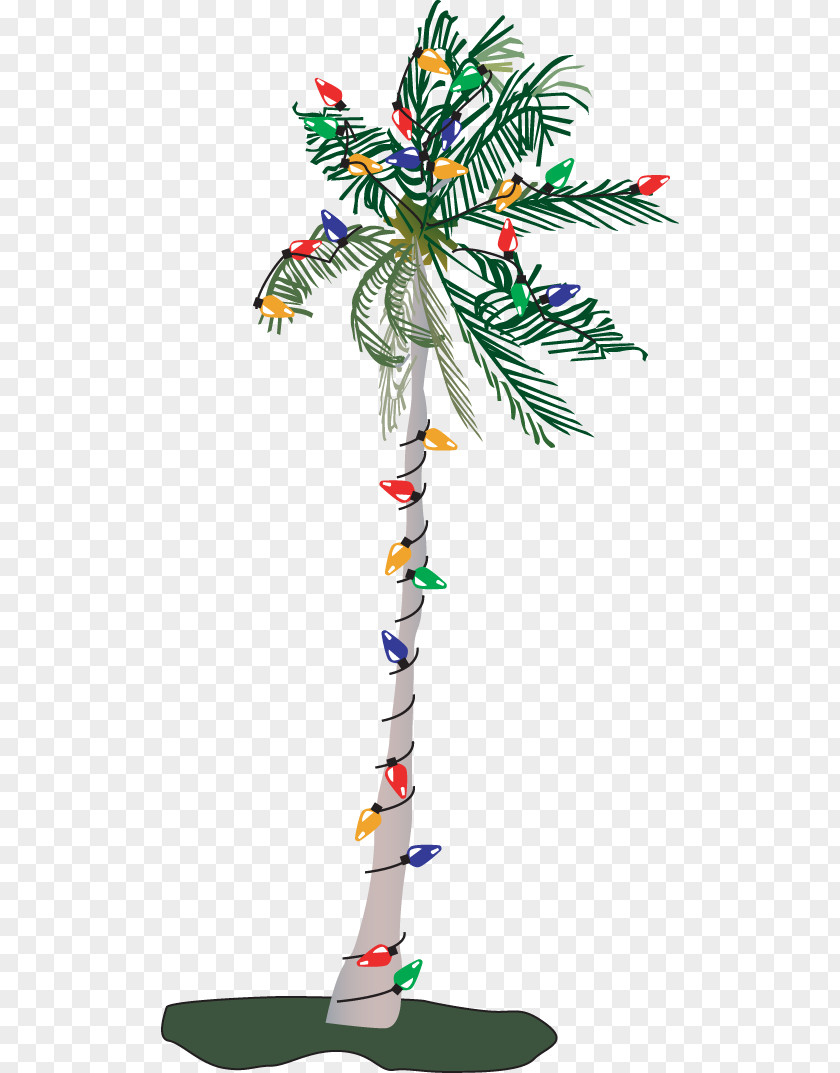Christmas Trees Pictures Free Adonidia Tree Clip Art PNG