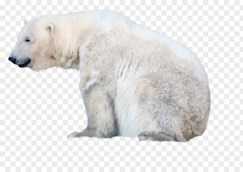 Polar White Bear PNG