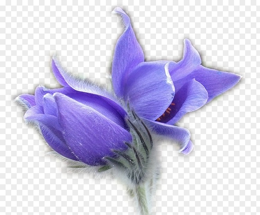 Purple Crocus Flower Pulsatilla Patens Blog Clip Art PNG