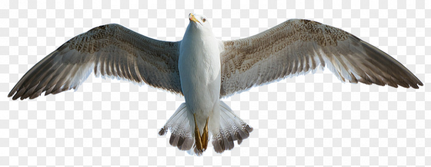 Seagulls Flying European Herring Gull Gulls Bird Photography PNG