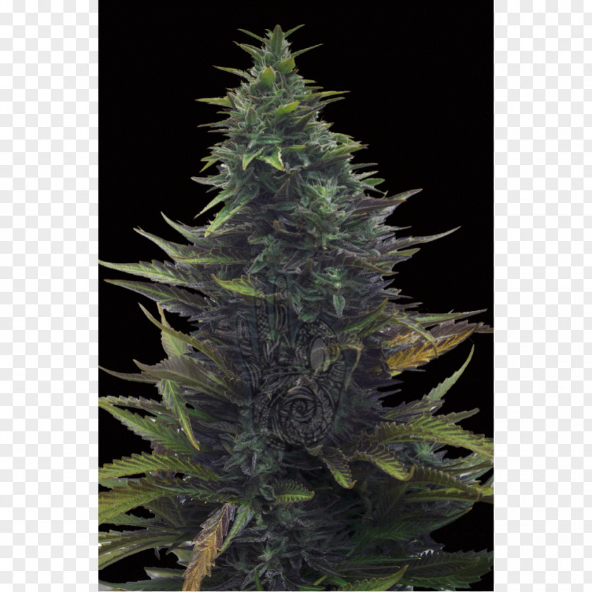 Seeds Satori Hemp Fir Feminized Cannabis Spruce PNG