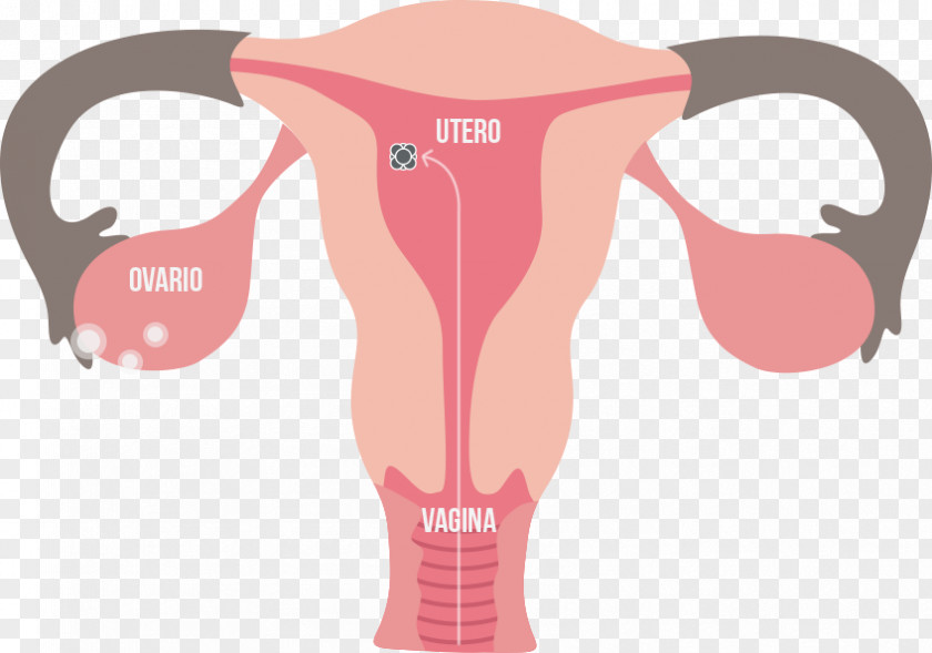 Sexual Ovary Female Reproductive System Endometrium Uterus PNG