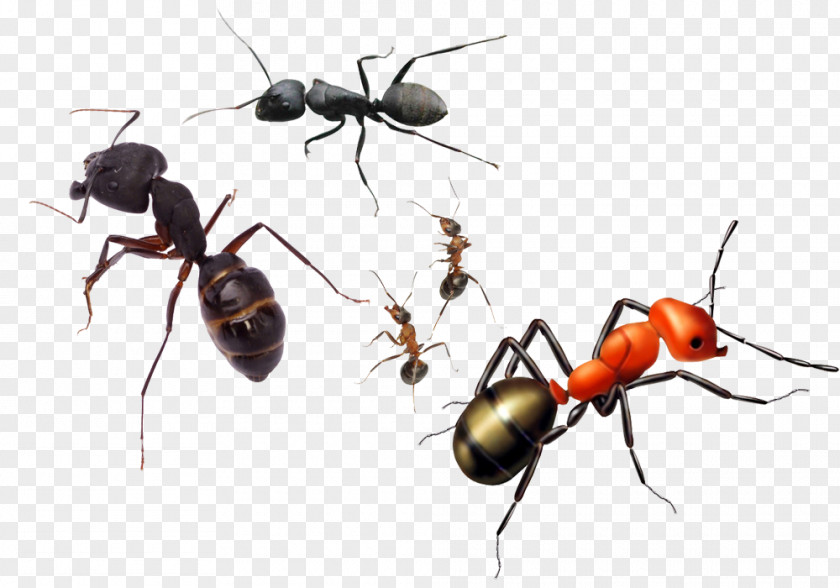 A Group Of Small Ants Ant Insect Reptile Amphibian Terrarium PNG