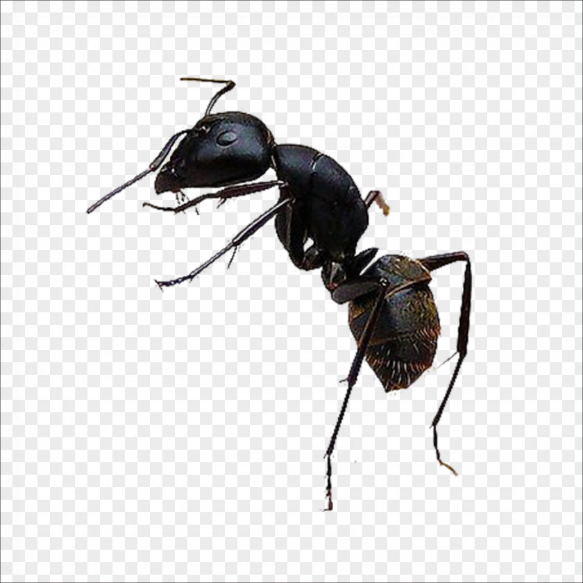 Ant Black Garden Insect PNG