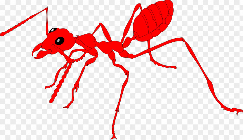 Ants Ant Insect Network International Cargo Group Ltd Internet Clip Art PNG