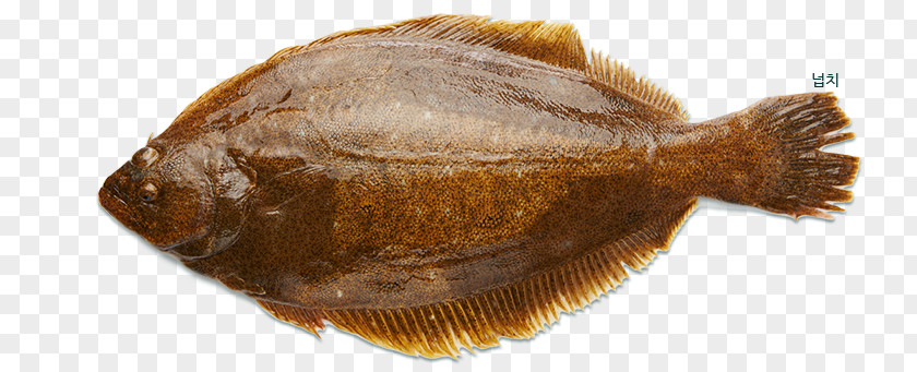 Captain's Catch Seafood Olive Flounder Ridged-eye Sole PNG
