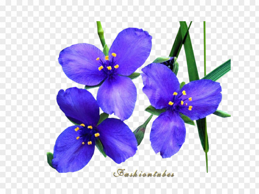Corset Fond Blanc Flower Petal Album Violet PNG