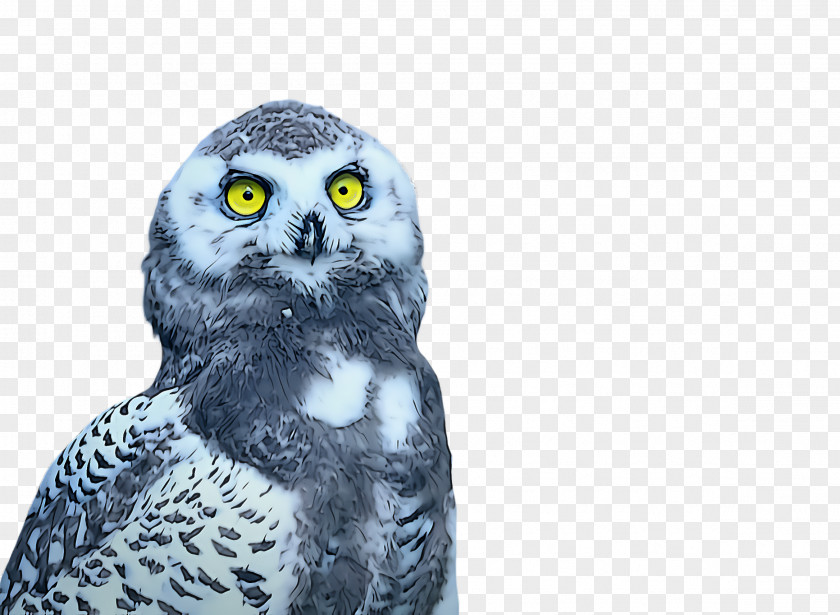 Falconiformes Western Screech Owl Bird Of Prey Snowy Great Grey PNG