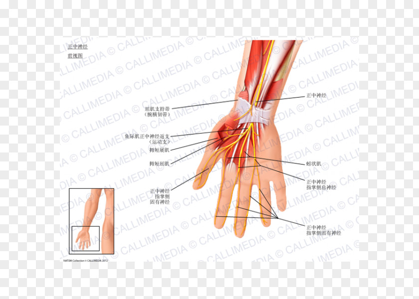 Hand Thumb Median Nerve Flexor Digitorum Profundus Muscle PNG
