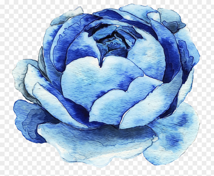 Hydrangea Rose Family Blue PNG