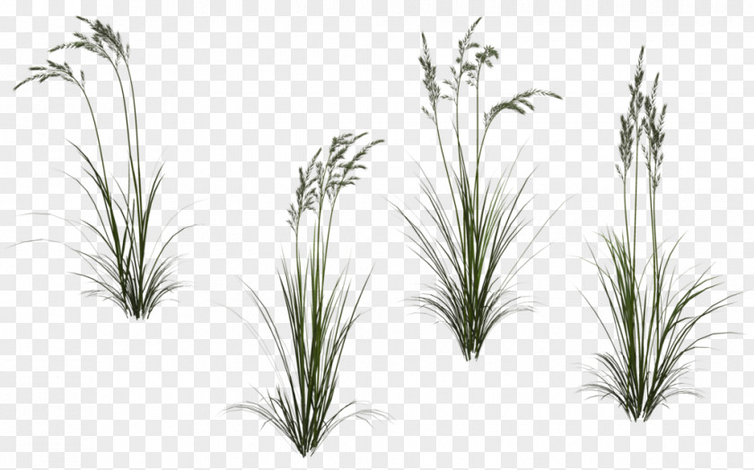 Long Flower Grasses Plant DeviantArt PNG