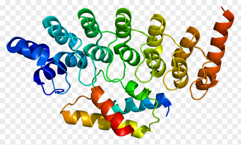 PSMC4 Protein Proteasome Lectin ATPase PNG