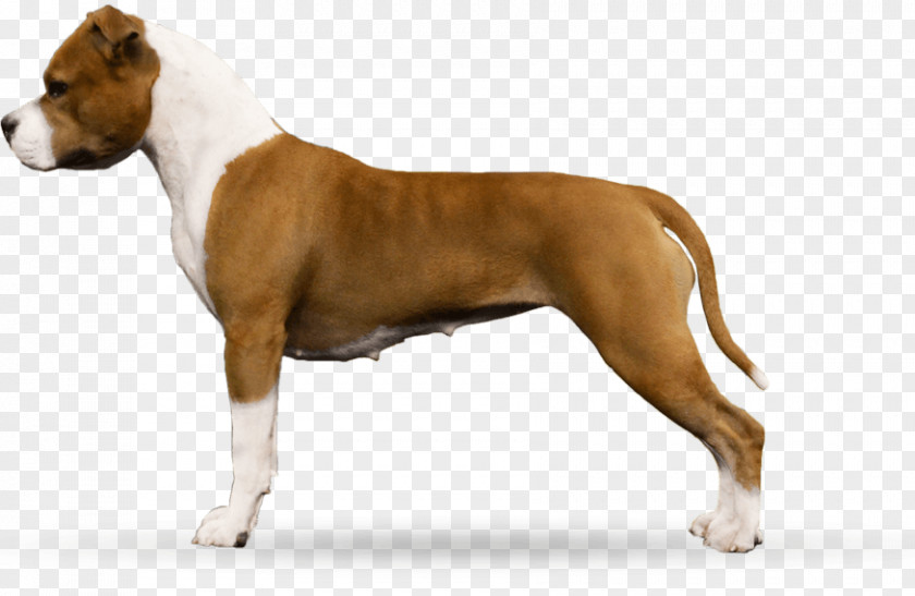 Puppy American Staffordshire Terrier Pit Bull Dog Breed PNG