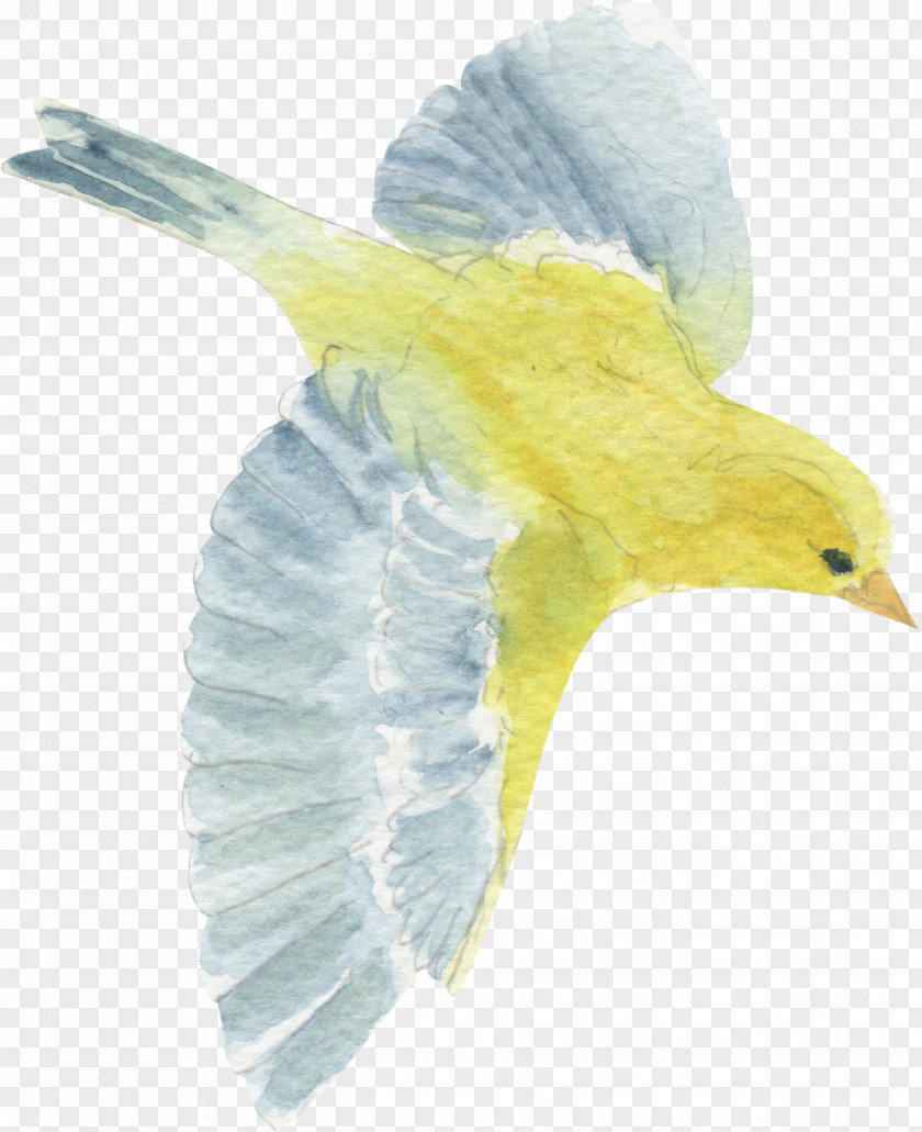 Bird Yellow Beak Clip Art PNG