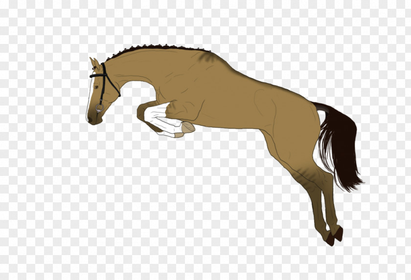 Mustang Mane Foal Stallion Rein Mare PNG