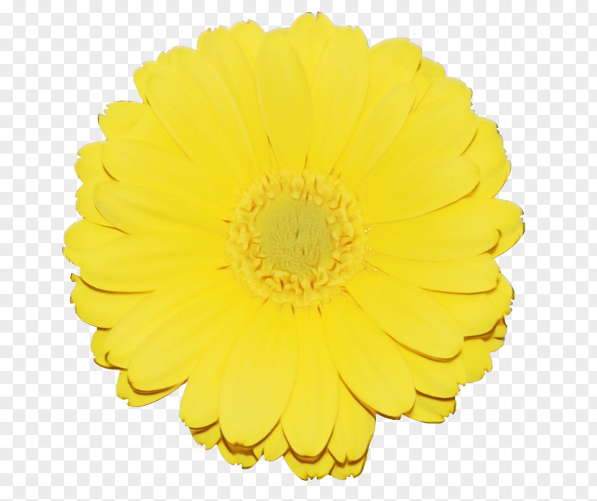Pollen Cut Flowers Yellow Flower English Marigold Gerbera Petal PNG