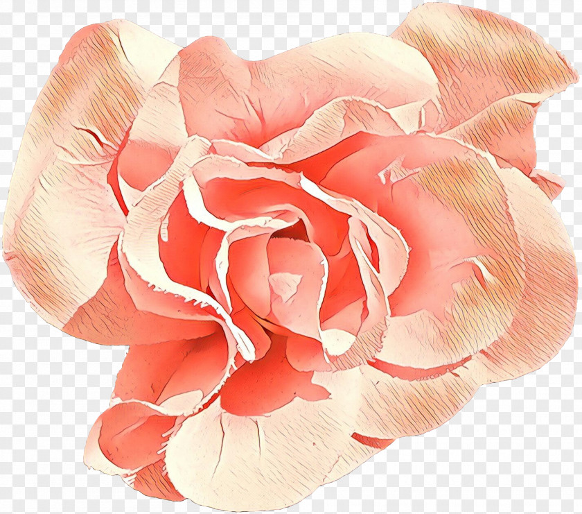 Rose Order Peach Garden Roses PNG
