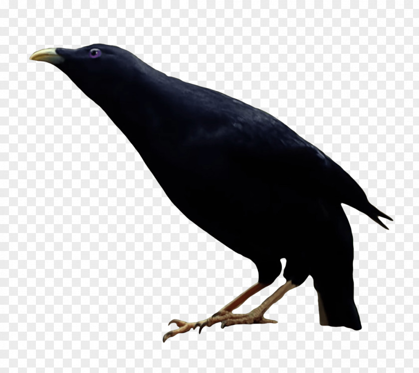 Stick New Caledonian Crow American Bird PNG