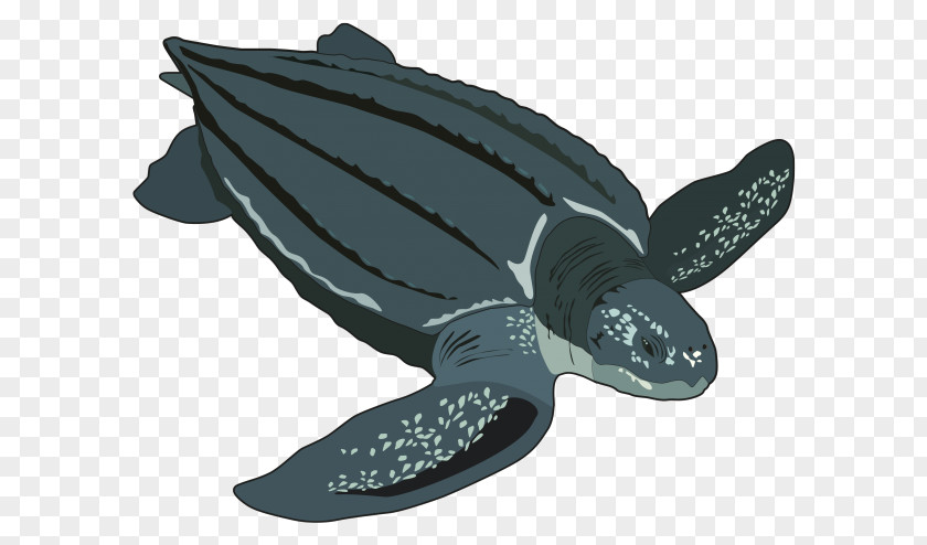 Turtle Loggerhead Sea Leatherback Jellyfish Hawksbill PNG