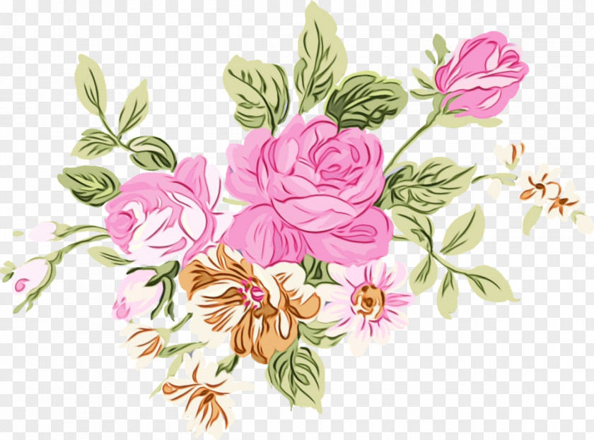 Cabbage Rose Garden Roses Flower Clip Art Illustration PNG