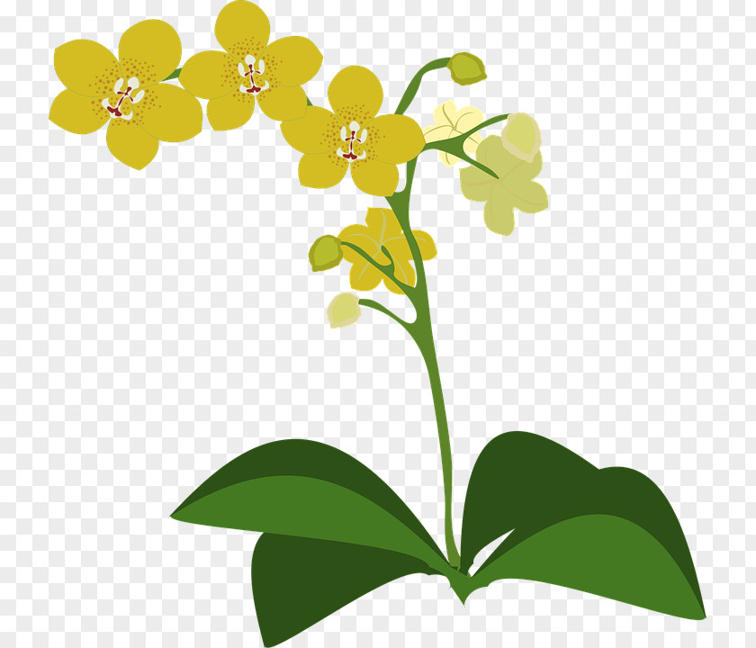 Columbian Orchid Cliparts Pixabay Clip Art PNG